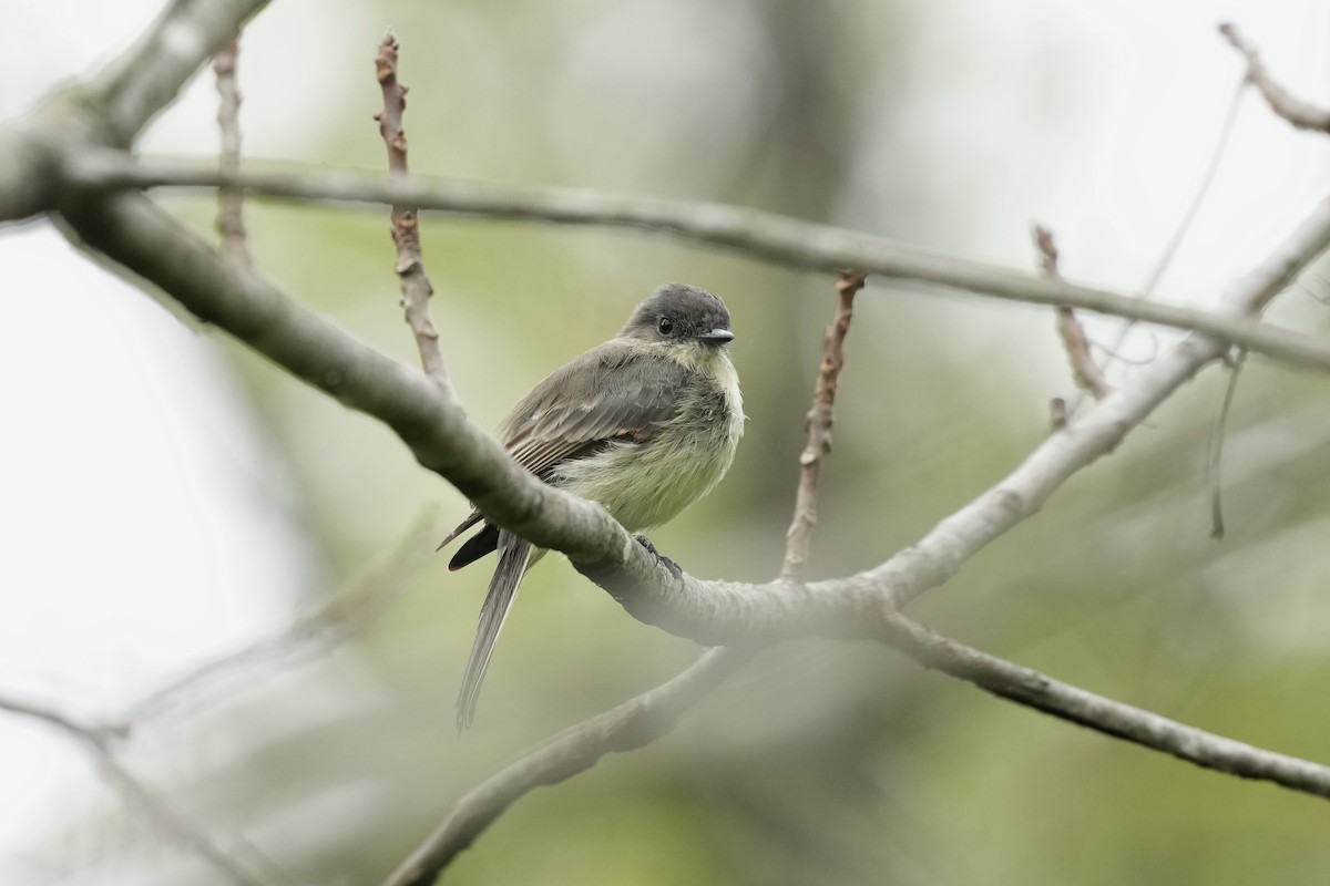 Mosquero Fibí - ML642040335
