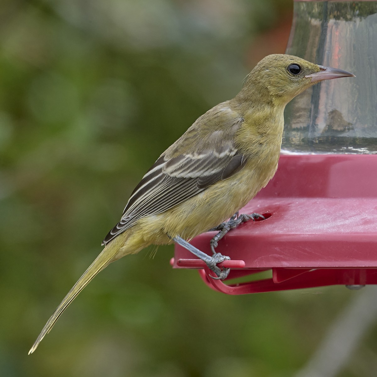 Hooded Oriole - ML642040336