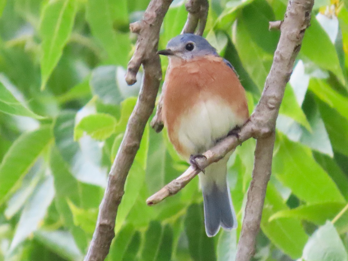 Eastern Bluebird - ML642040341