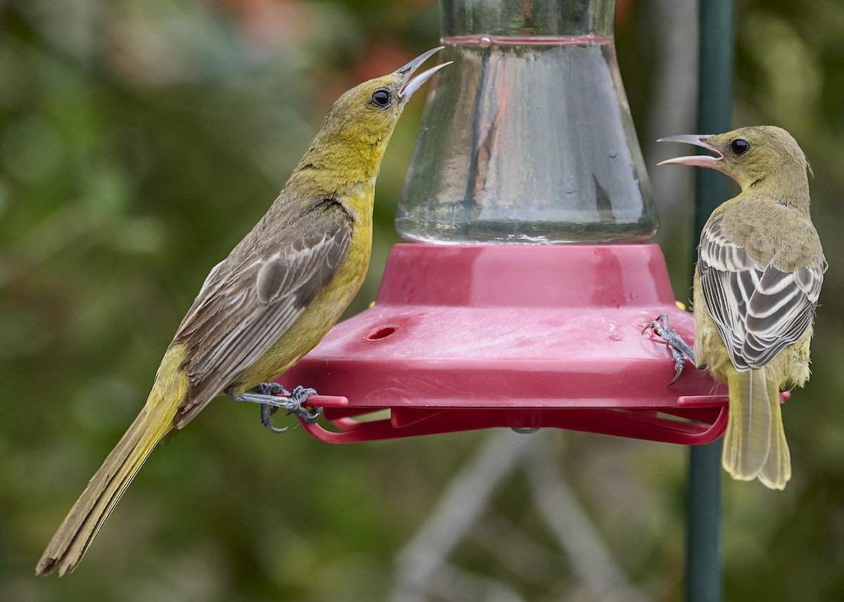Hooded Oriole - ML642040350