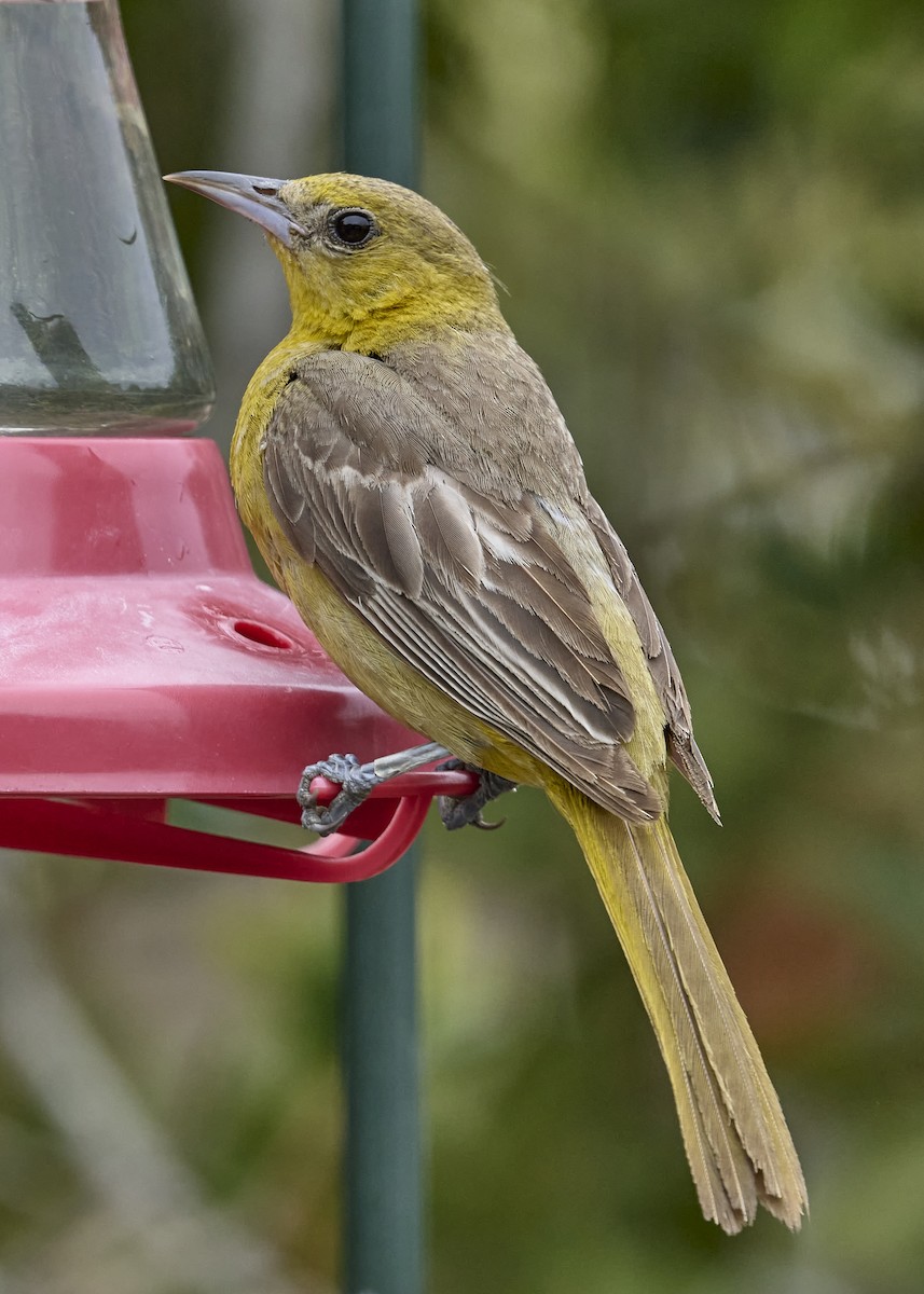 Hooded Oriole - ML642040351