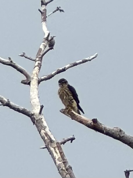 Merlin - ML642040358