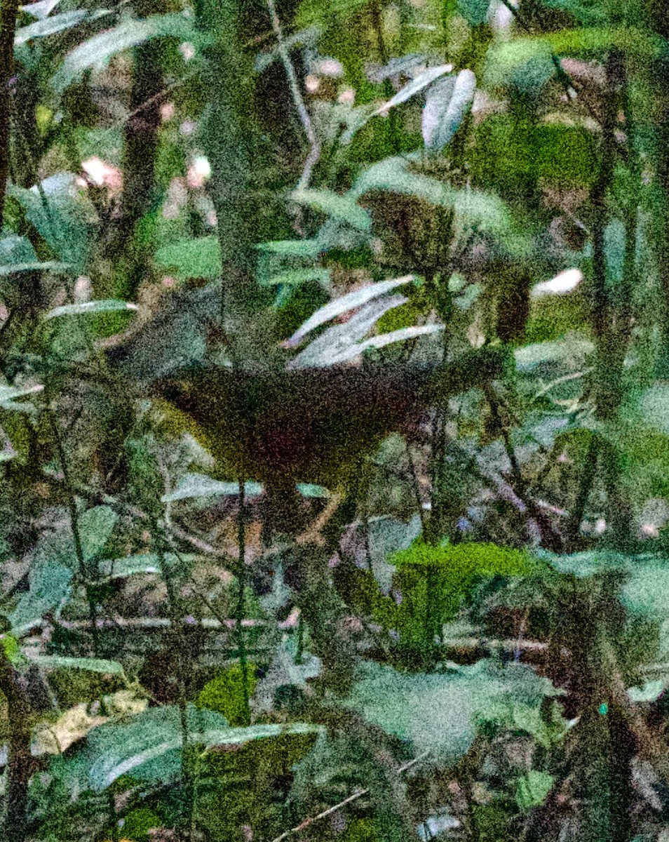 Kentucky Warbler - ML642040359