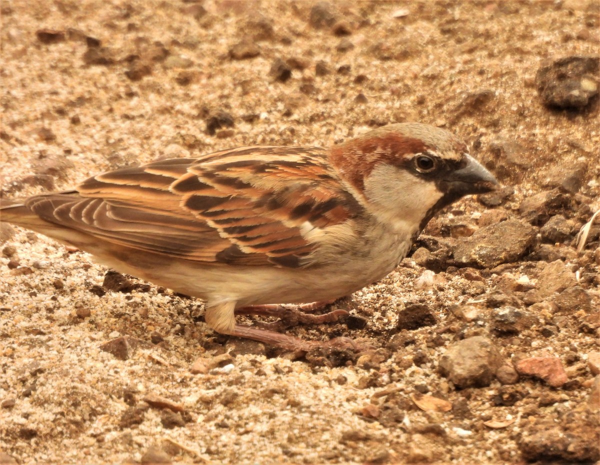 House Sparrow - ML642040366