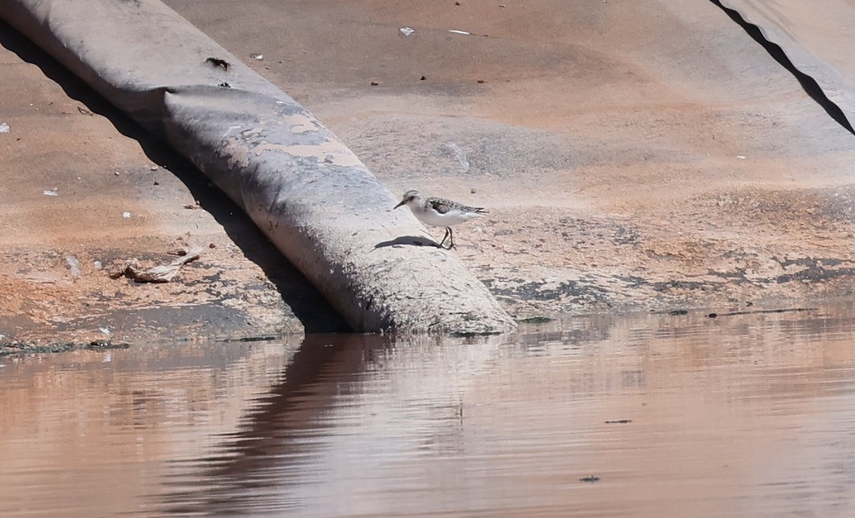 Sanderling - ML642040374