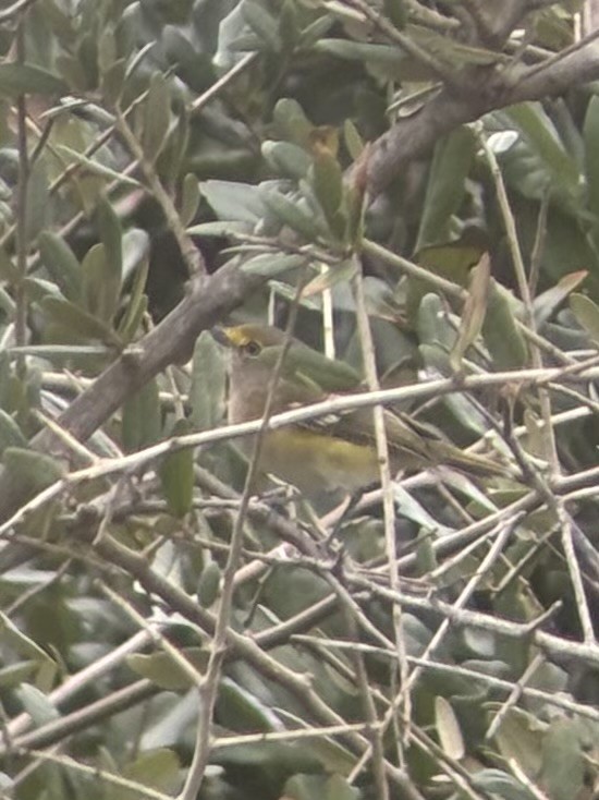 White-eyed Vireo - ML642040380