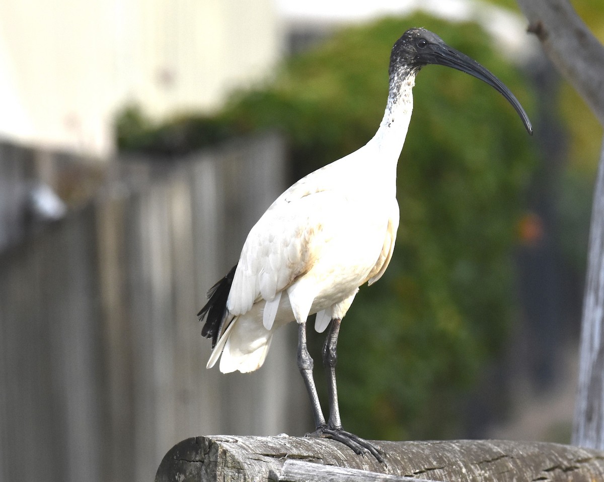 Australian Ibis - ML642040383