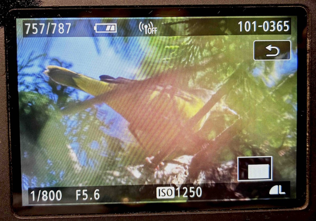 Mourning Warbler - ML642040386
