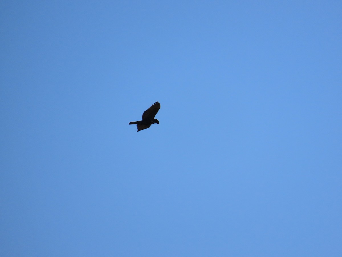 Buteo sp. - ML642040389