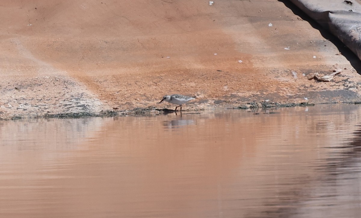 Sanderling - ML642040392