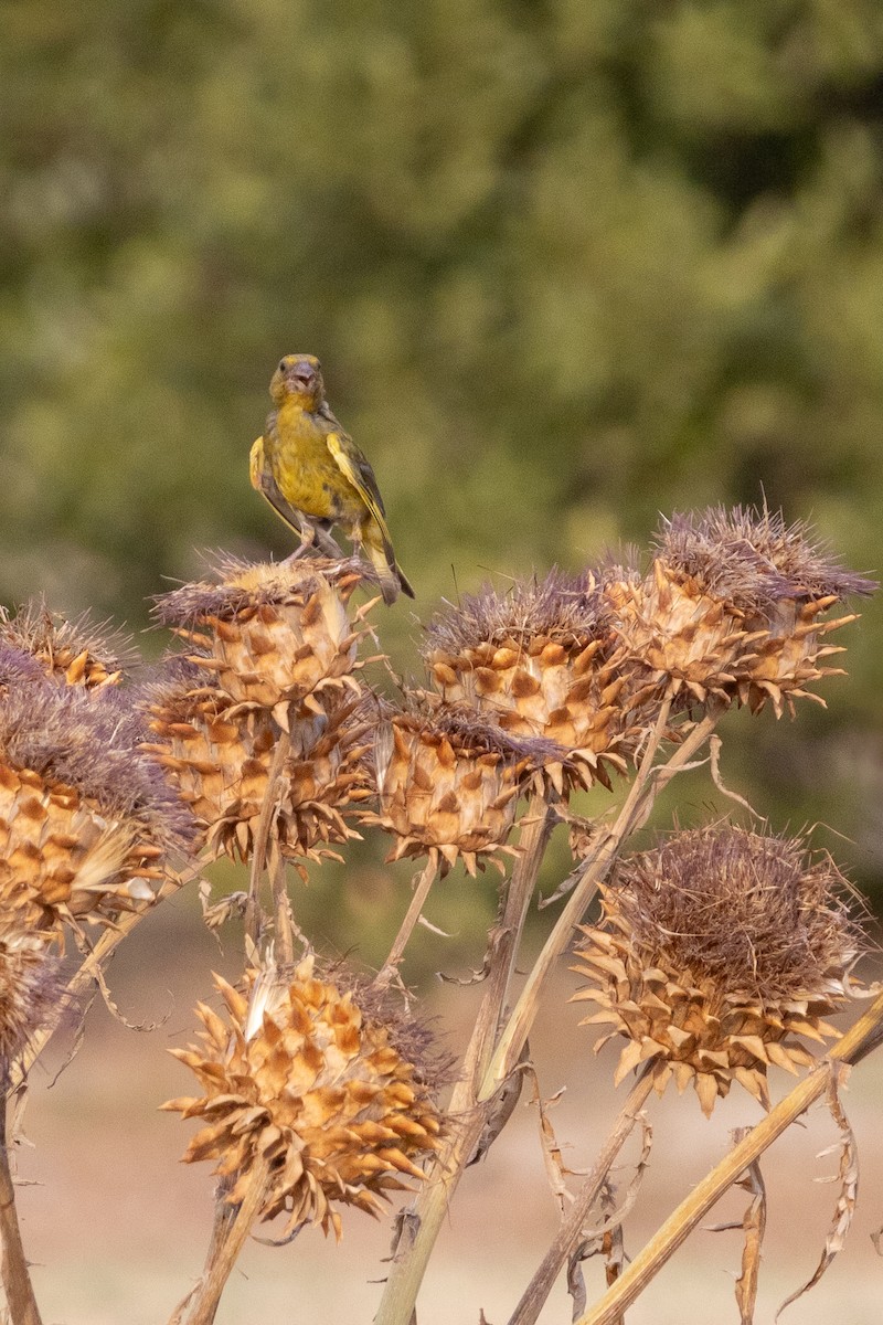 European Greenfinch - ML642040395