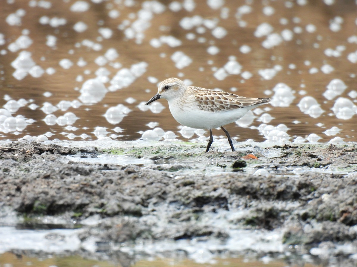 Semipalmated Sandpiper - ML642040397
