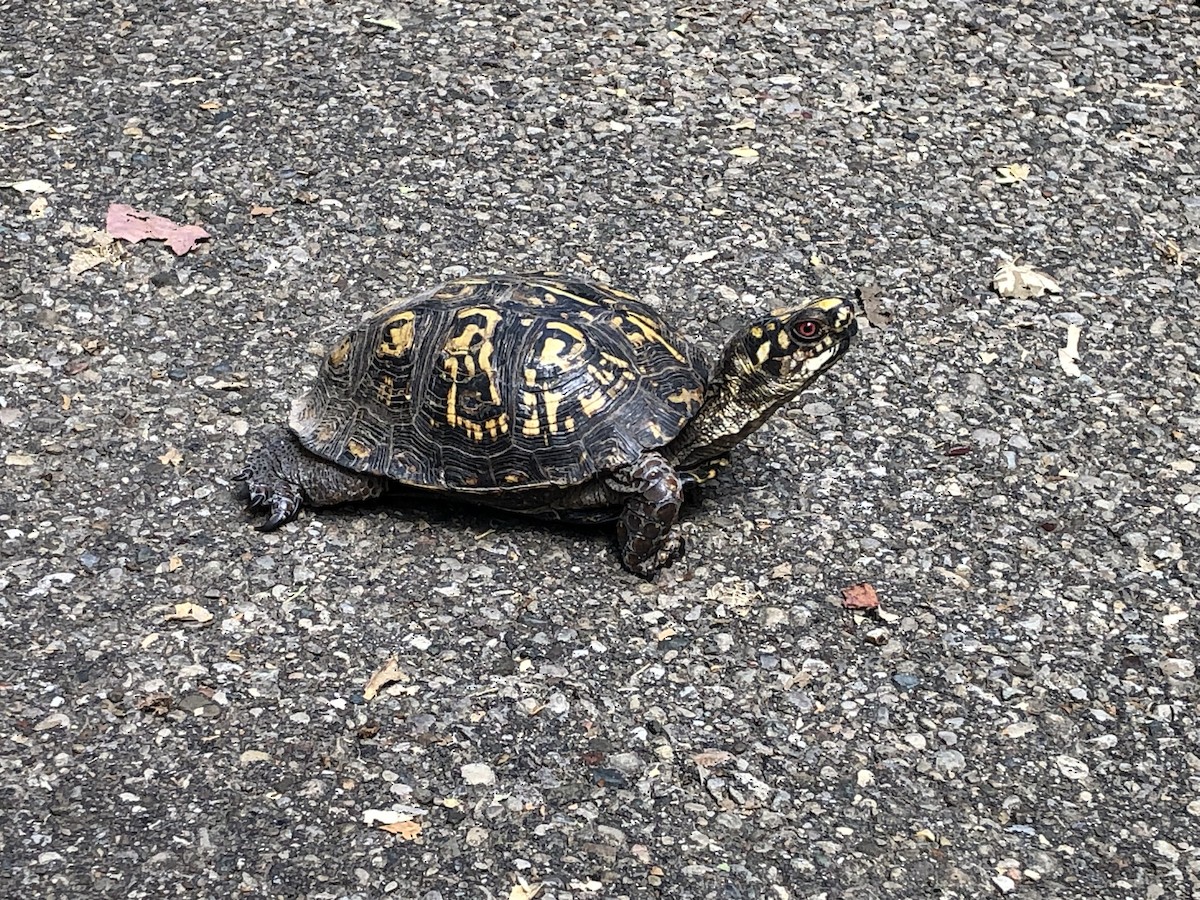 Common Box Turtle - ML642040404