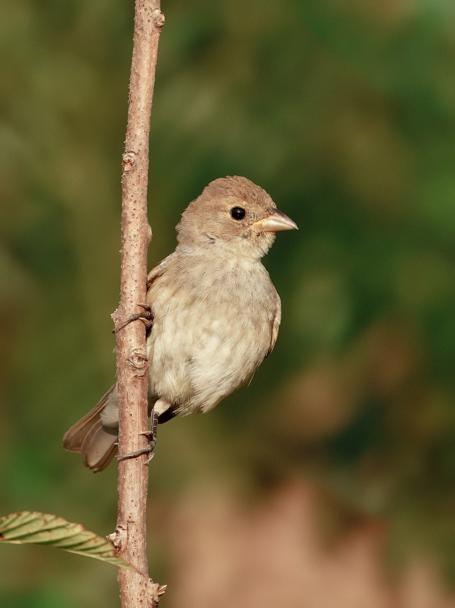 Indigo Bunting - ML642040406