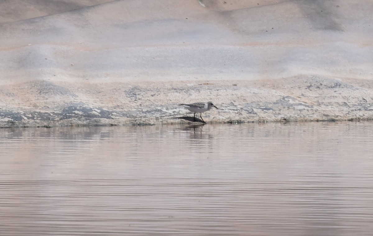 Sanderling - ML642040410