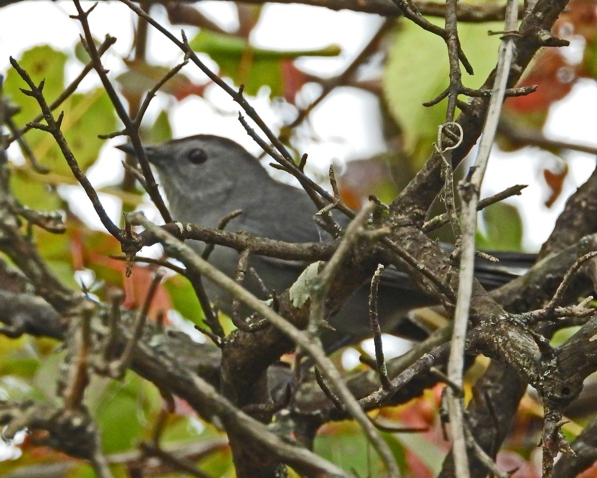 kattespottefugl - ML642040411