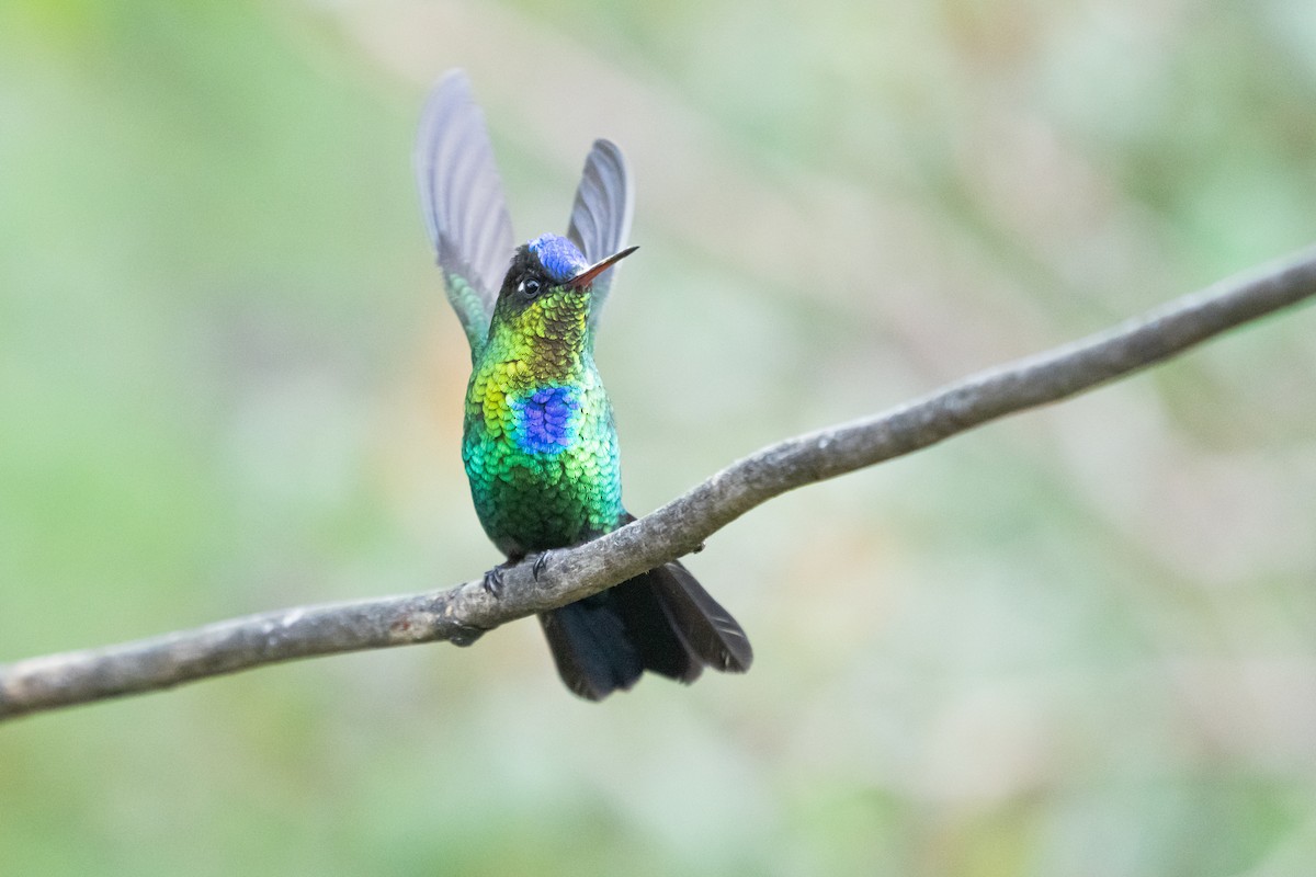 Fiery-throated Hummingbird - ML642040421