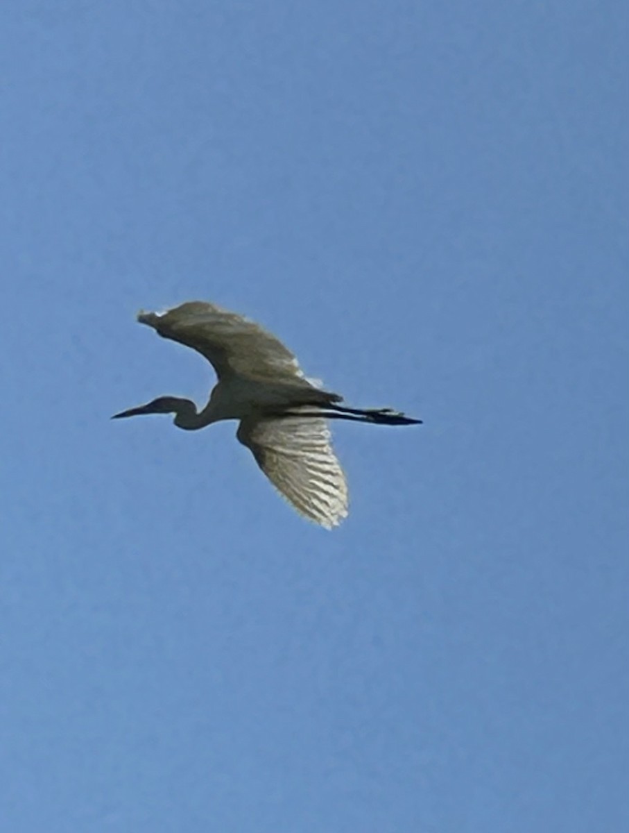 Plumed Egret - ML642040426