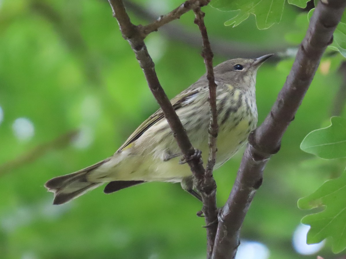 brunkinnparula - ML642040430