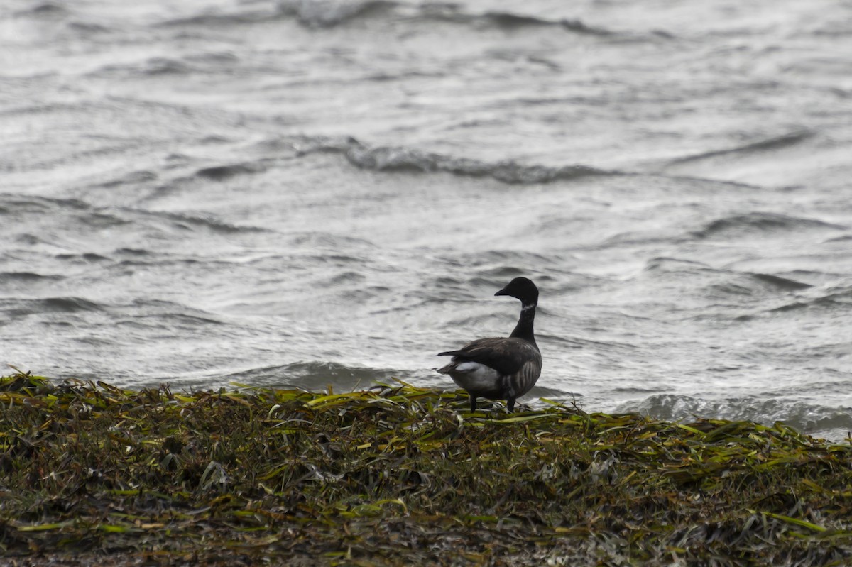 Brant - ML642040432