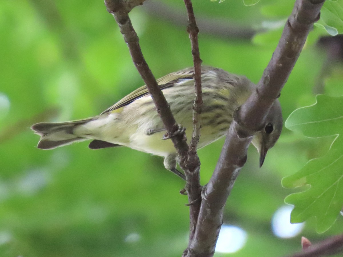 brunkinnparula - ML642040433