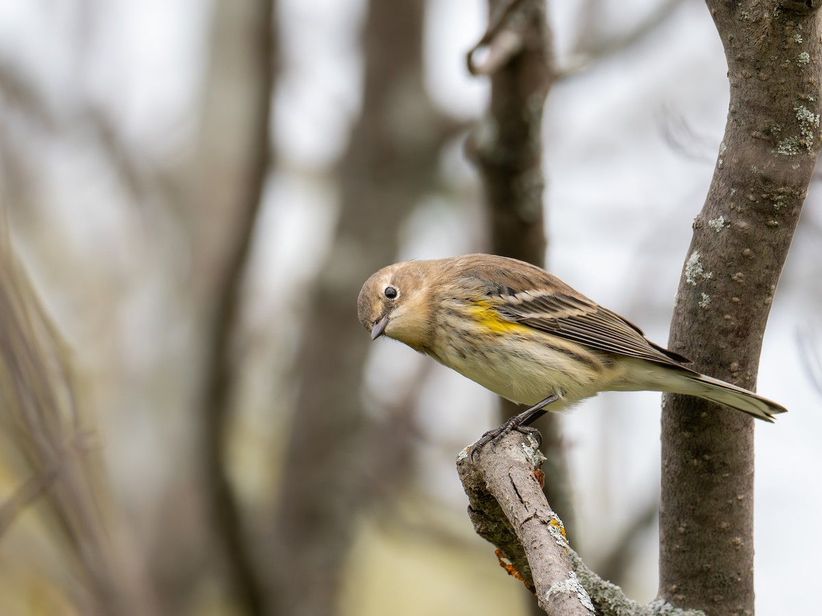 Yellow-rumped Warbler - ML642040434