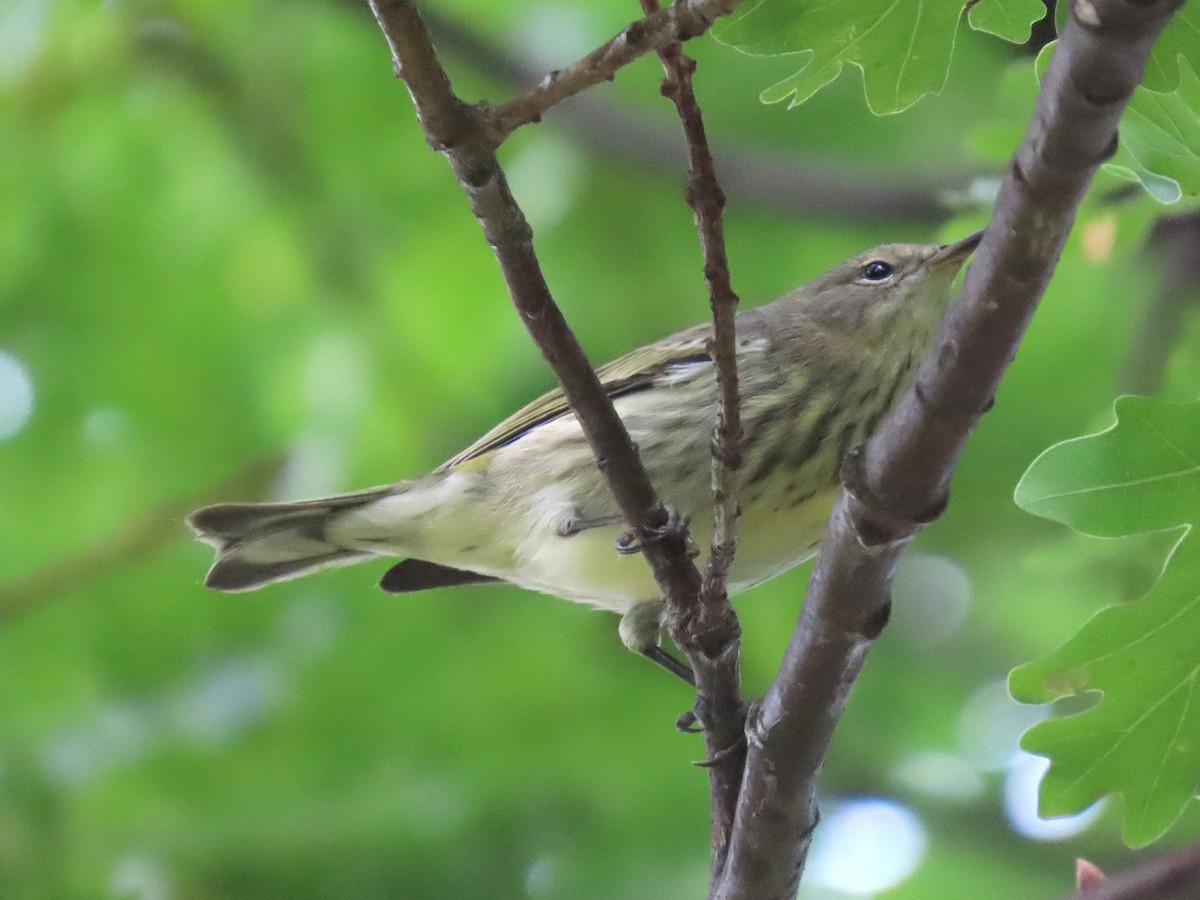 brunkinnparula - ML642040437