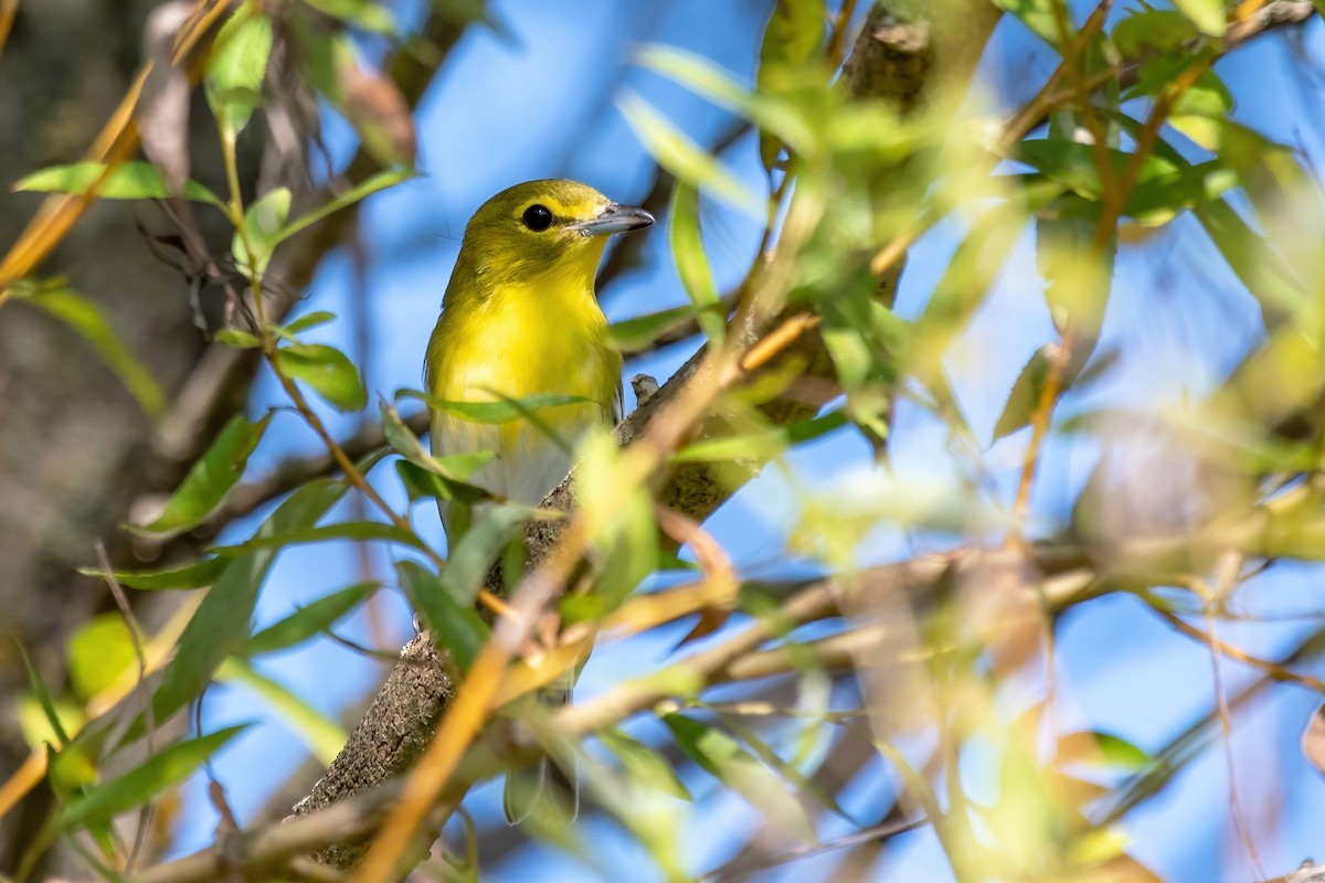 Sarı Gerdanlı Vireo - ML642040463