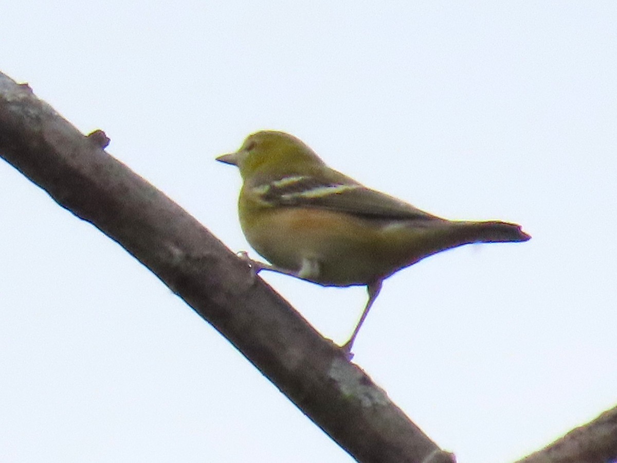 kastanjeparula - ML642040466