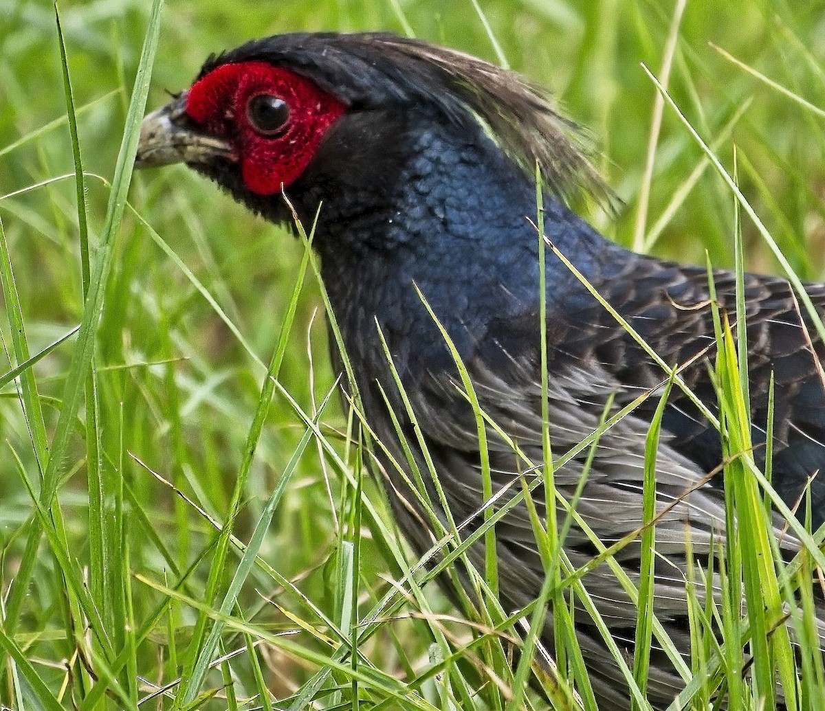 Kalij Pheasant - ML642040480