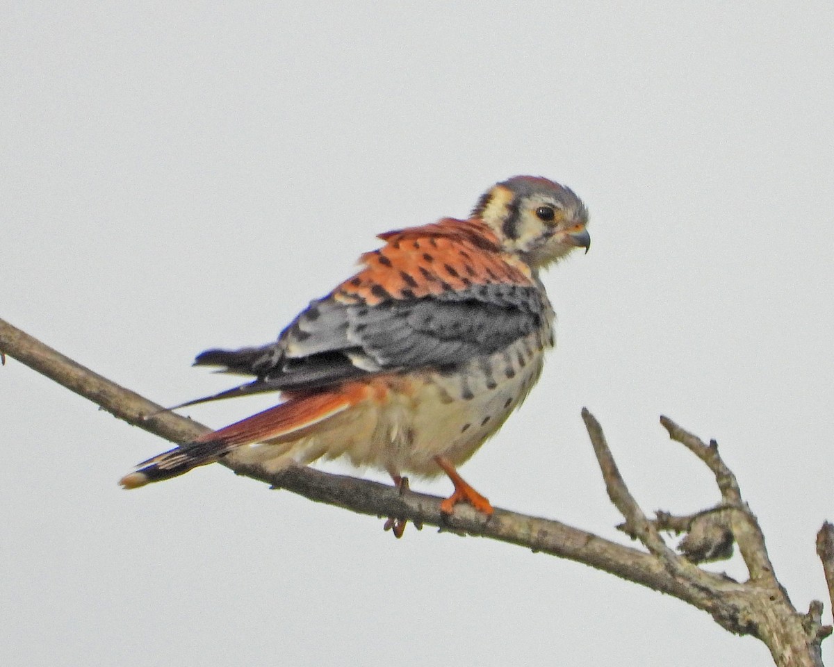 American Kestrel - ML642040484