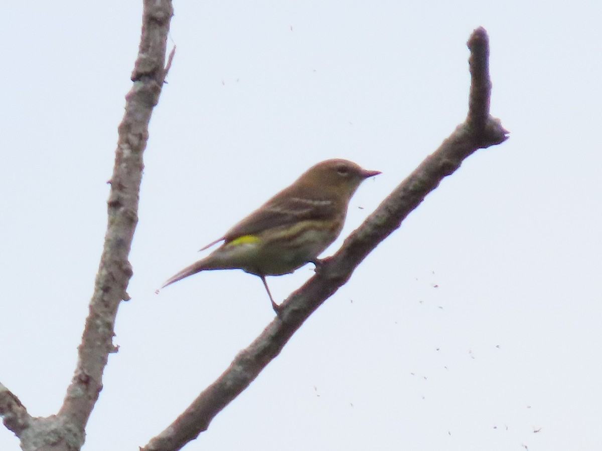 myrteparula - ML642040485