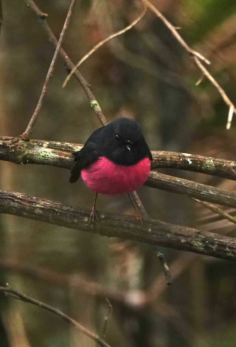 Pink Robin - ML642040487