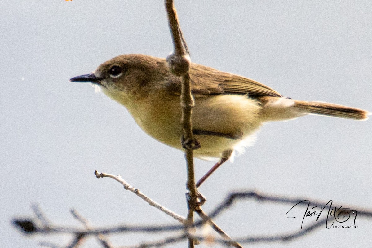 stornebbgerygone - ML642040488