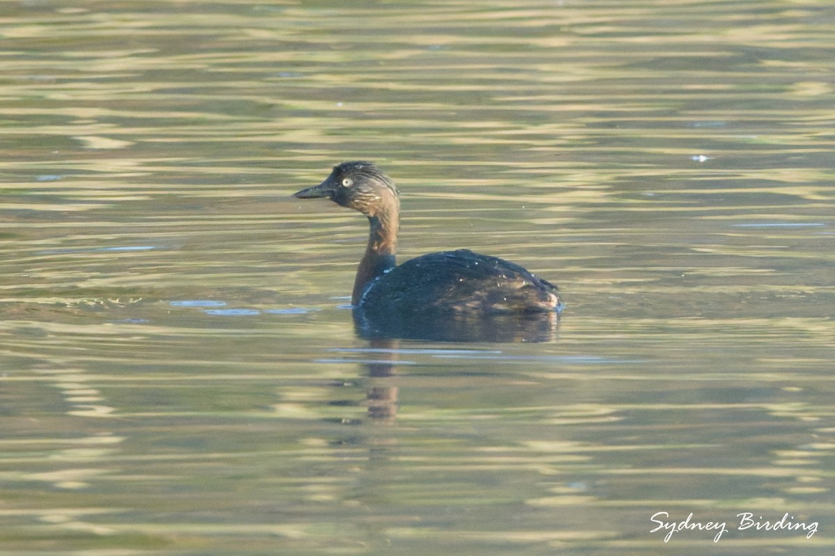 New Zealand Grebe - ML642040490