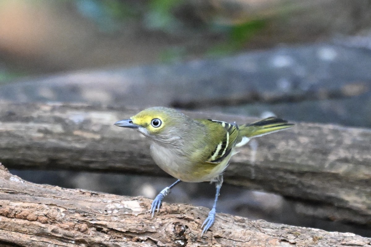 White-eyed Vireo - ML642040493