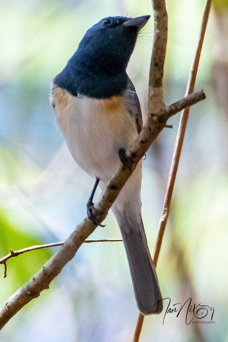 Leaden Flycatcher - ML642040495
