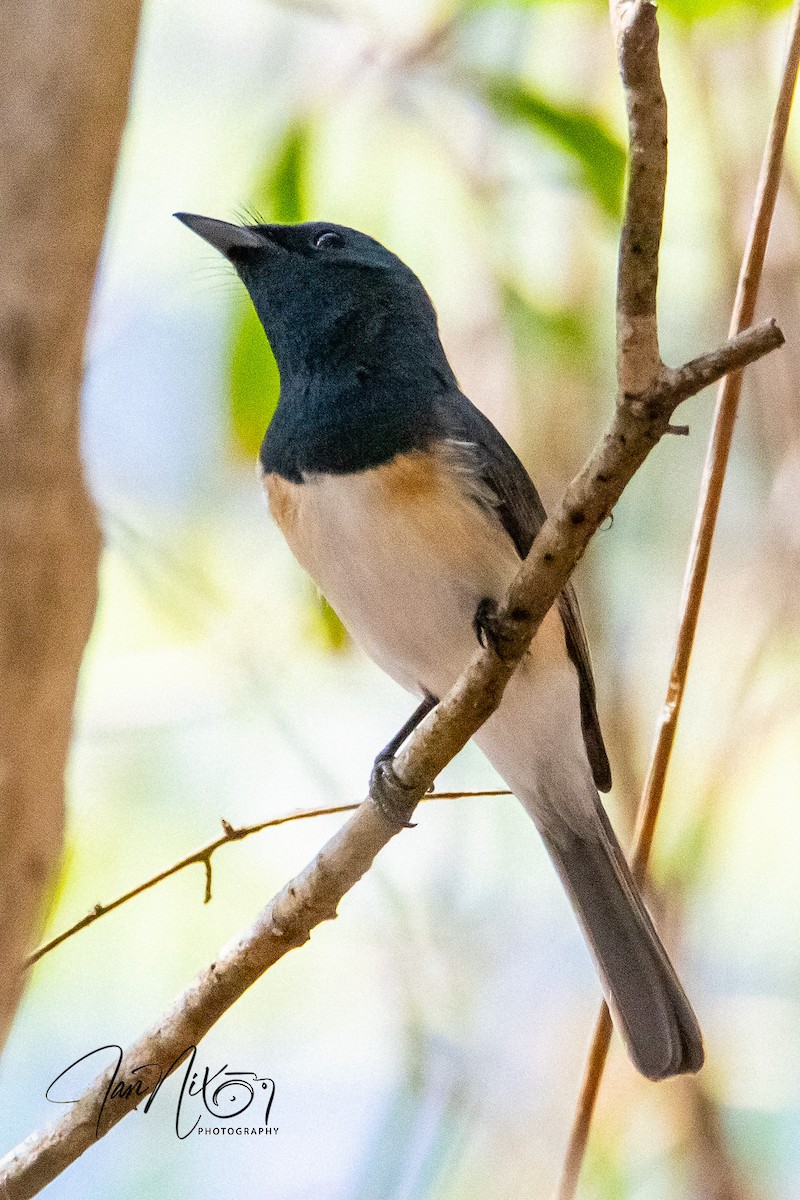 Leaden Flycatcher - ML642040496