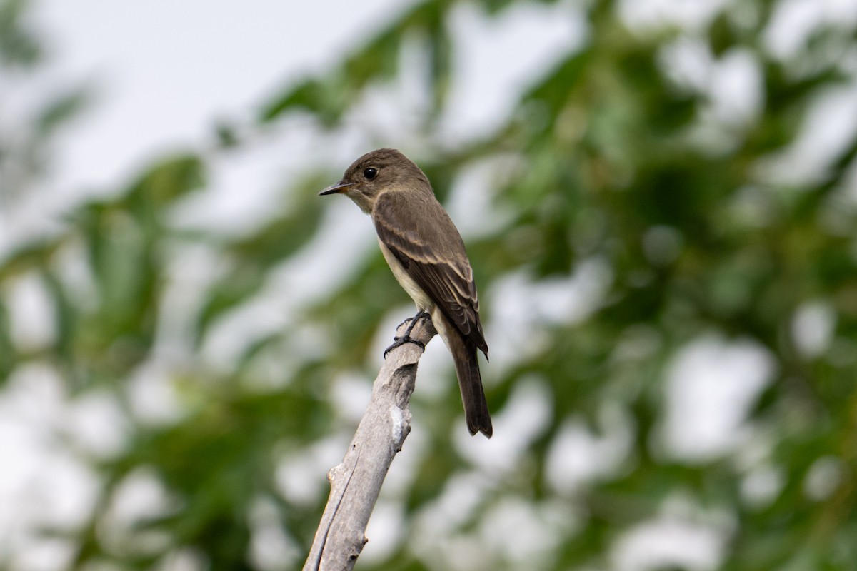 Western Wood-Pewee - ML642040502