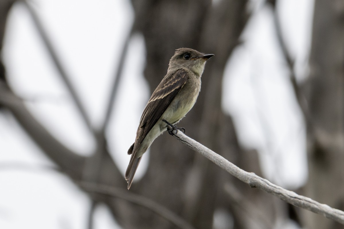 Western Wood-Pewee - ML642040503