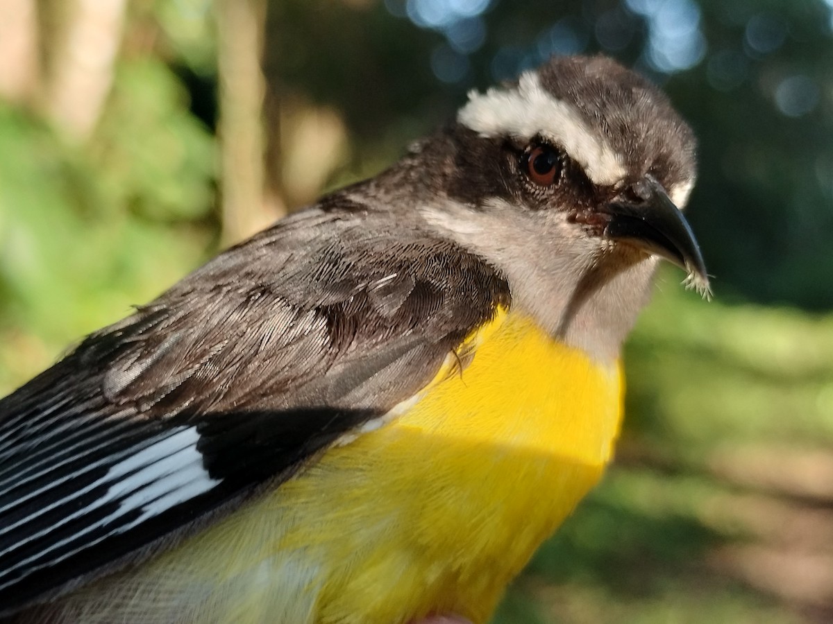 Zuckervogel - ML642040510