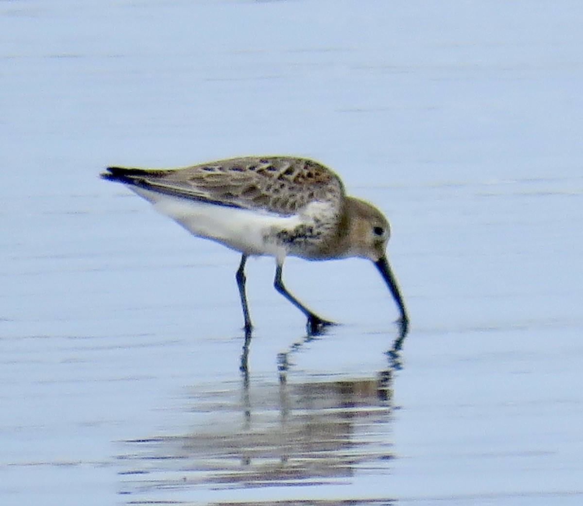 Dunlin - ML642040513