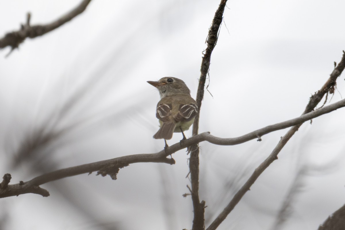 Least Flycatcher - ML642040517