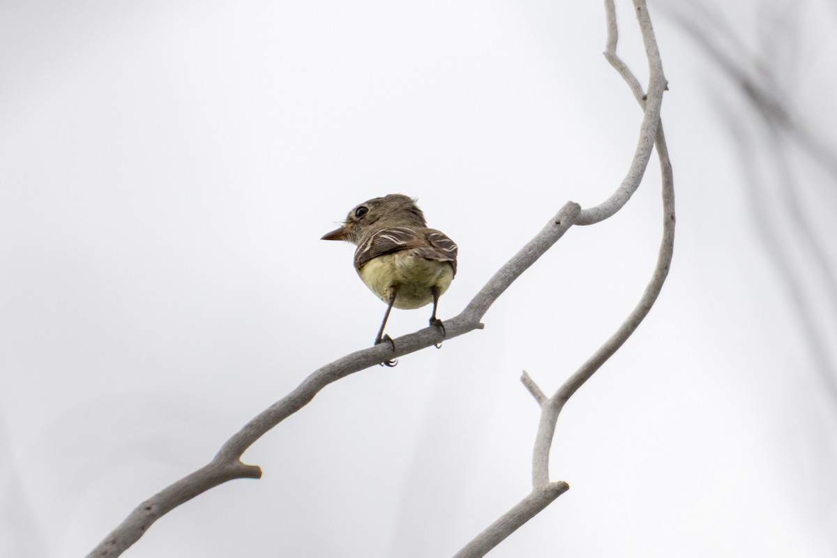 Least Flycatcher - ML642040518