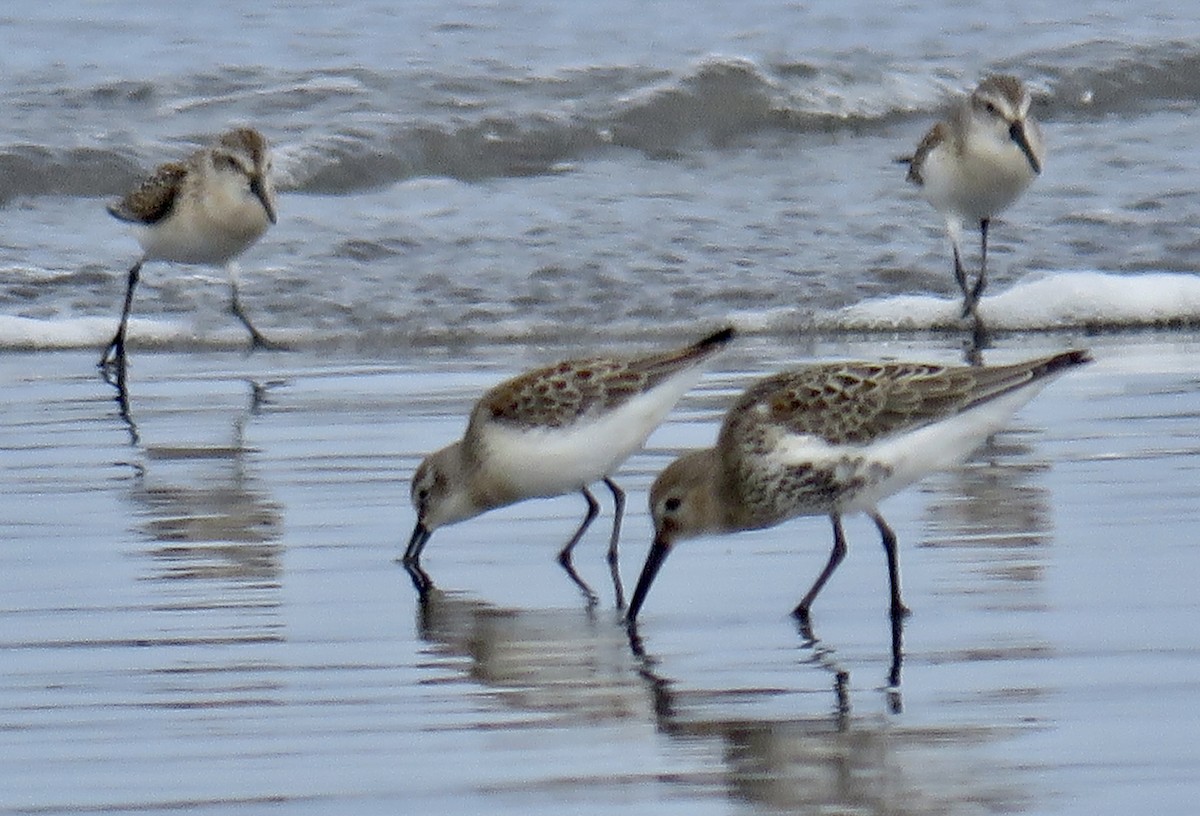 Dunlin - ML642040523