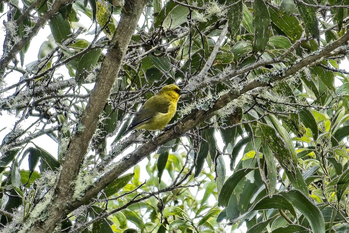 Akiapolaau - ML642040557