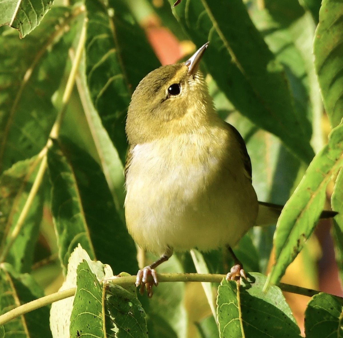 Tennessee Warbler - ML642040558