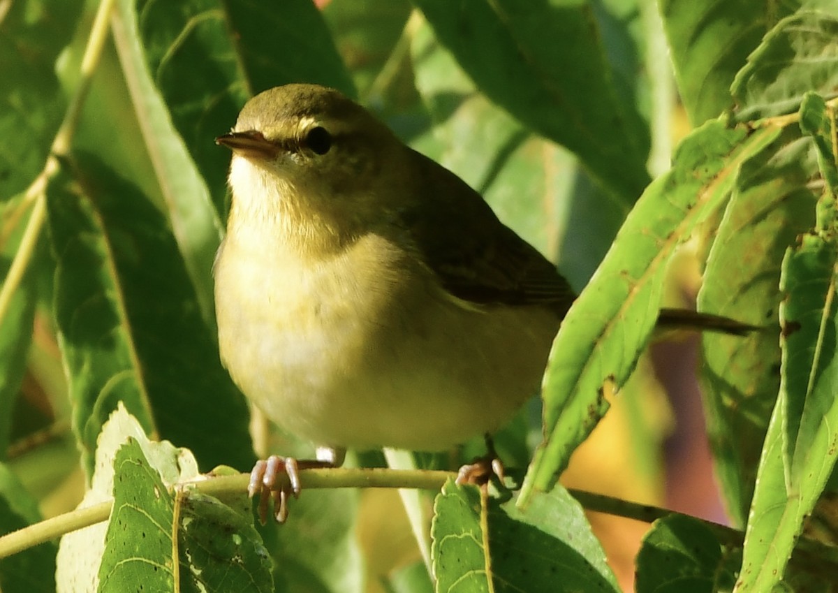 Tennessee Warbler - ML642040560