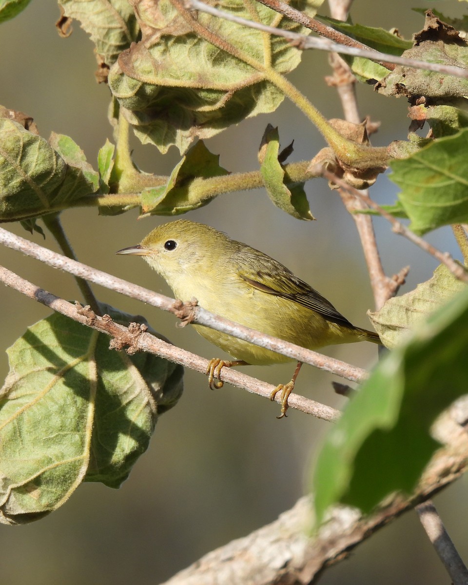 Yellow Warbler - ML642040562