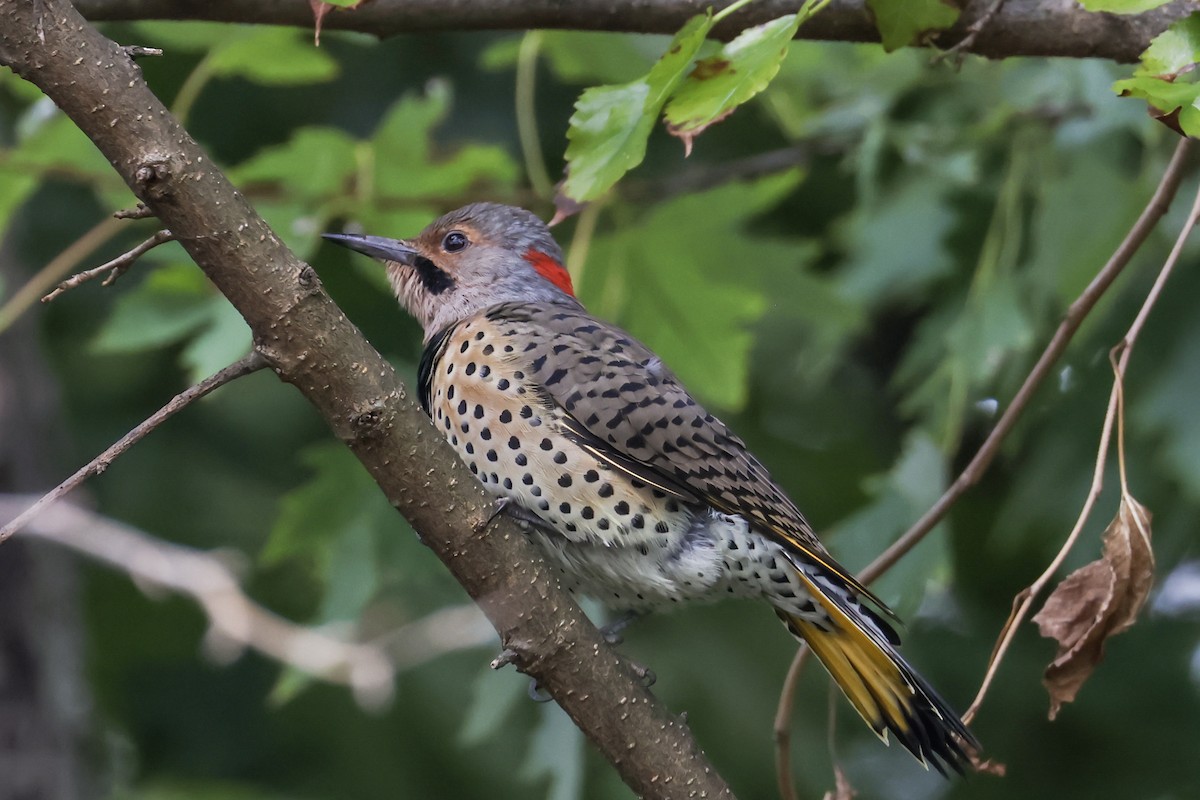 Northern Flicker - ML642040564